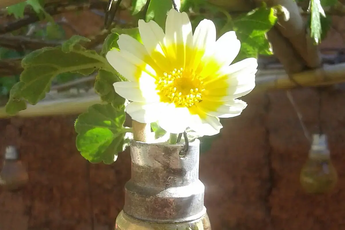 A white daisy-like flower in a small clear glass vessel.