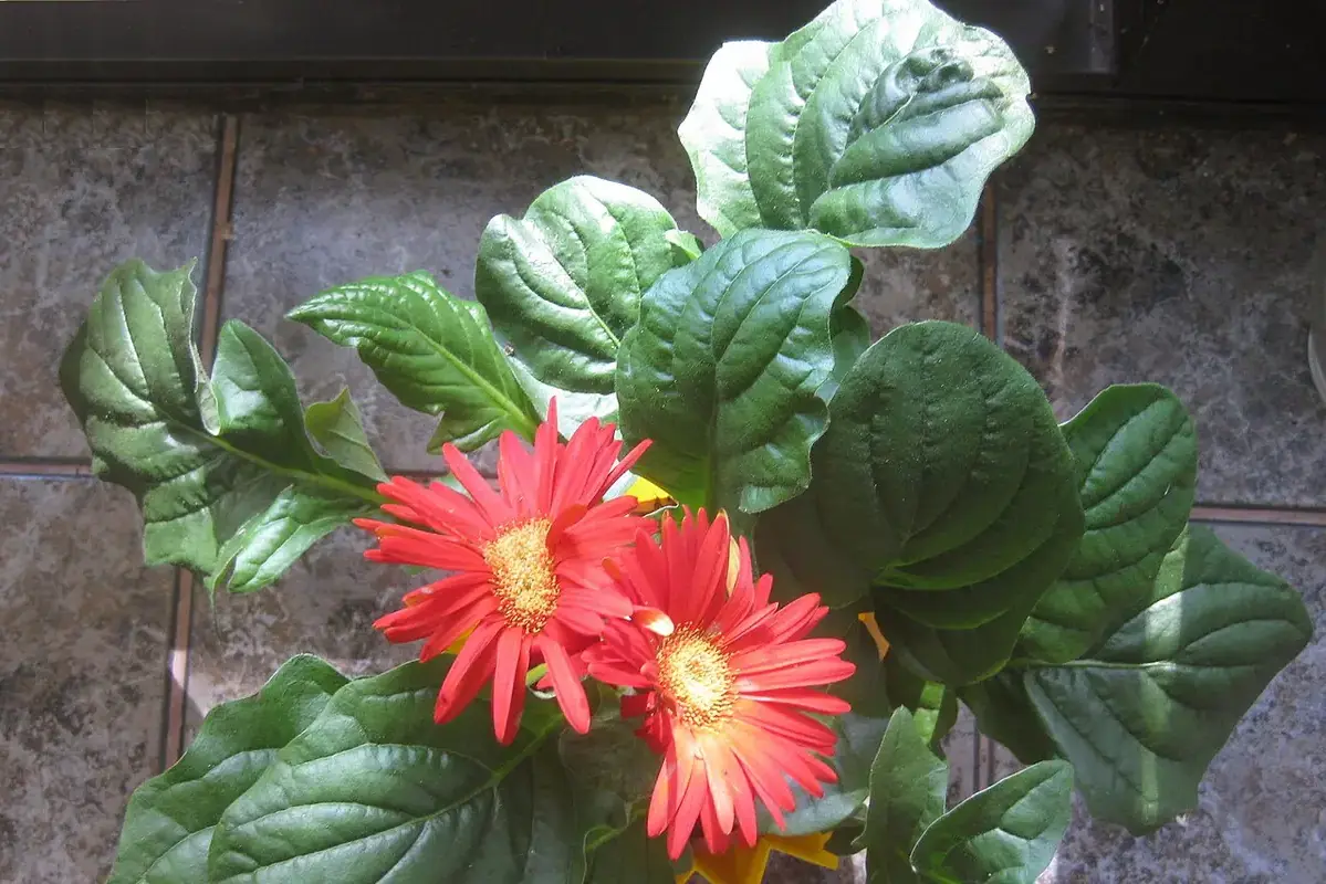 Red gerbera flowers above broad green leaves.