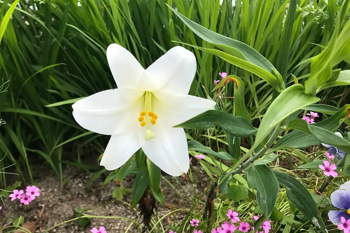 A white trumpet lily viewed above its long green leaves.