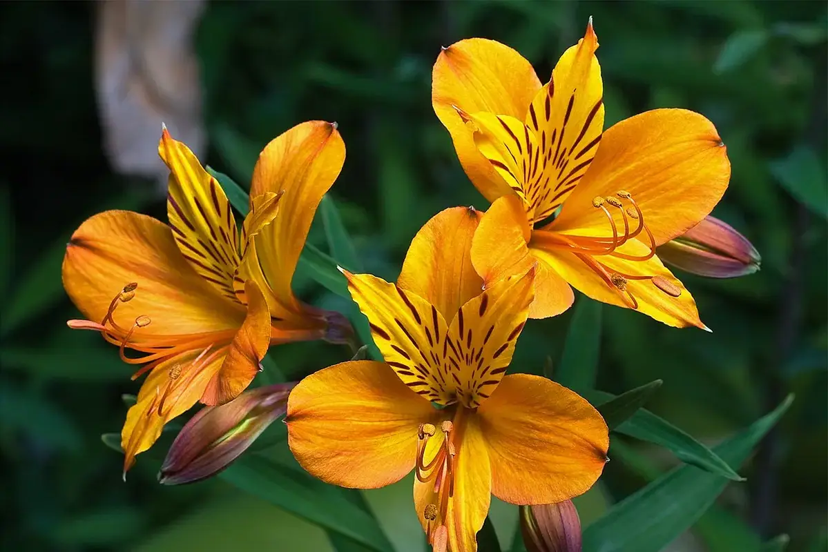 Wikimedia Commons flower photograph showing a flower vase in a separate ventilated zone from a bowl of ripe fruit