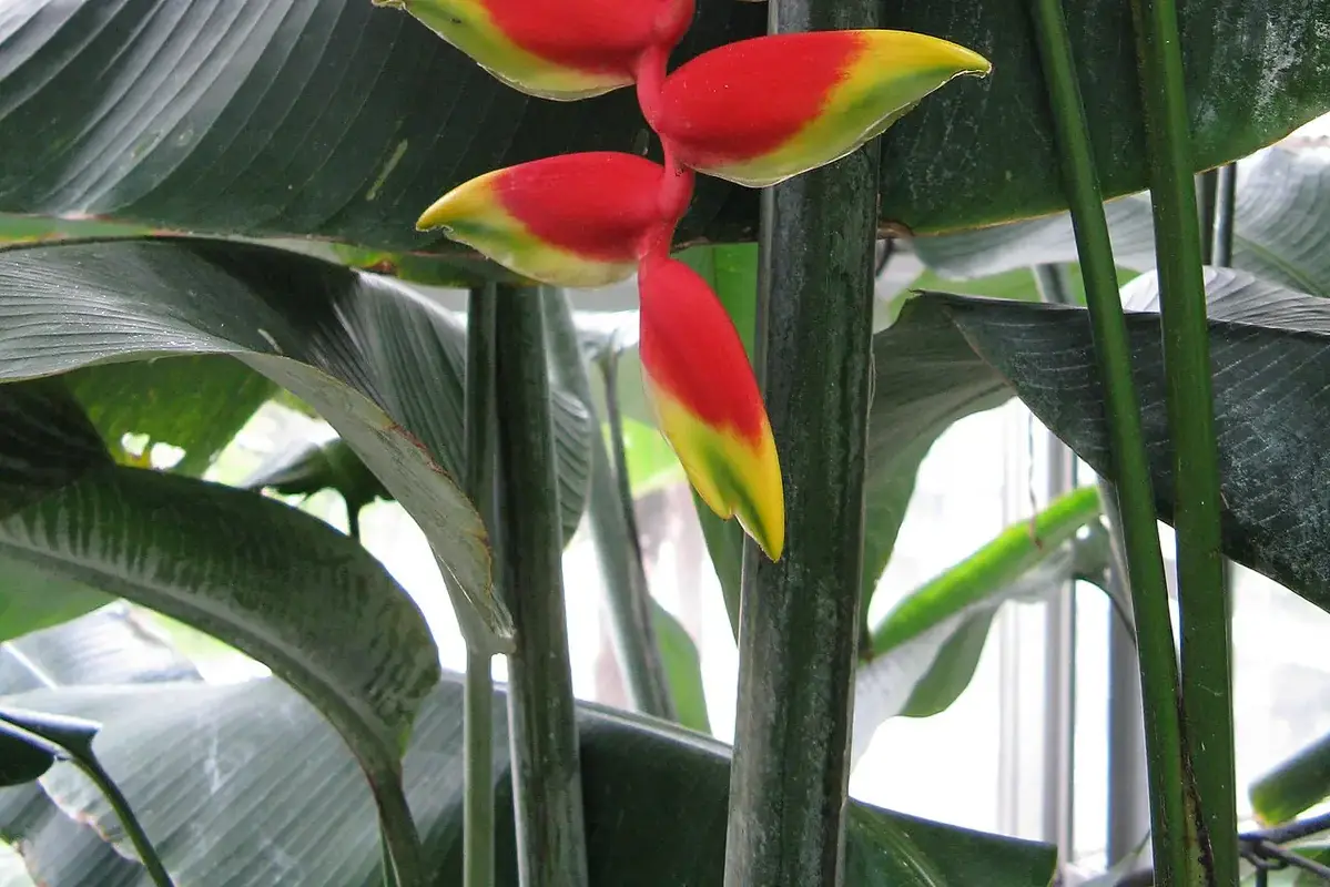 Red and yellow heliconia bracts beside broad upright green leaves.