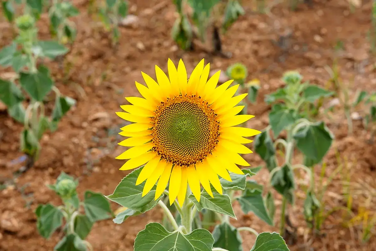 Wilted lower leaves on cut flower stems while blooms remain firm