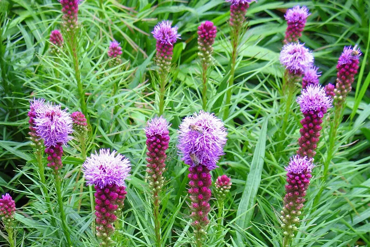 Purple liatris flower spikes with open florets near their tips.