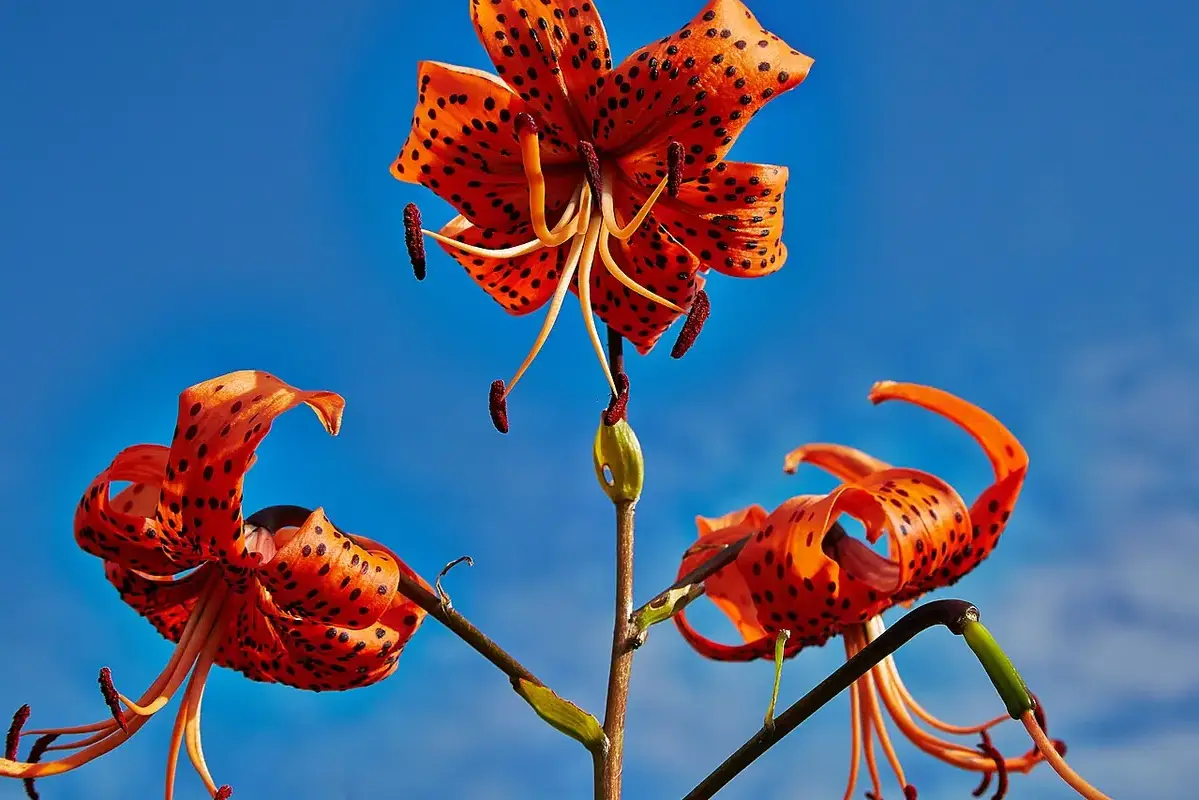 Orange spotted lily flowers with recurved petals against blue sky.