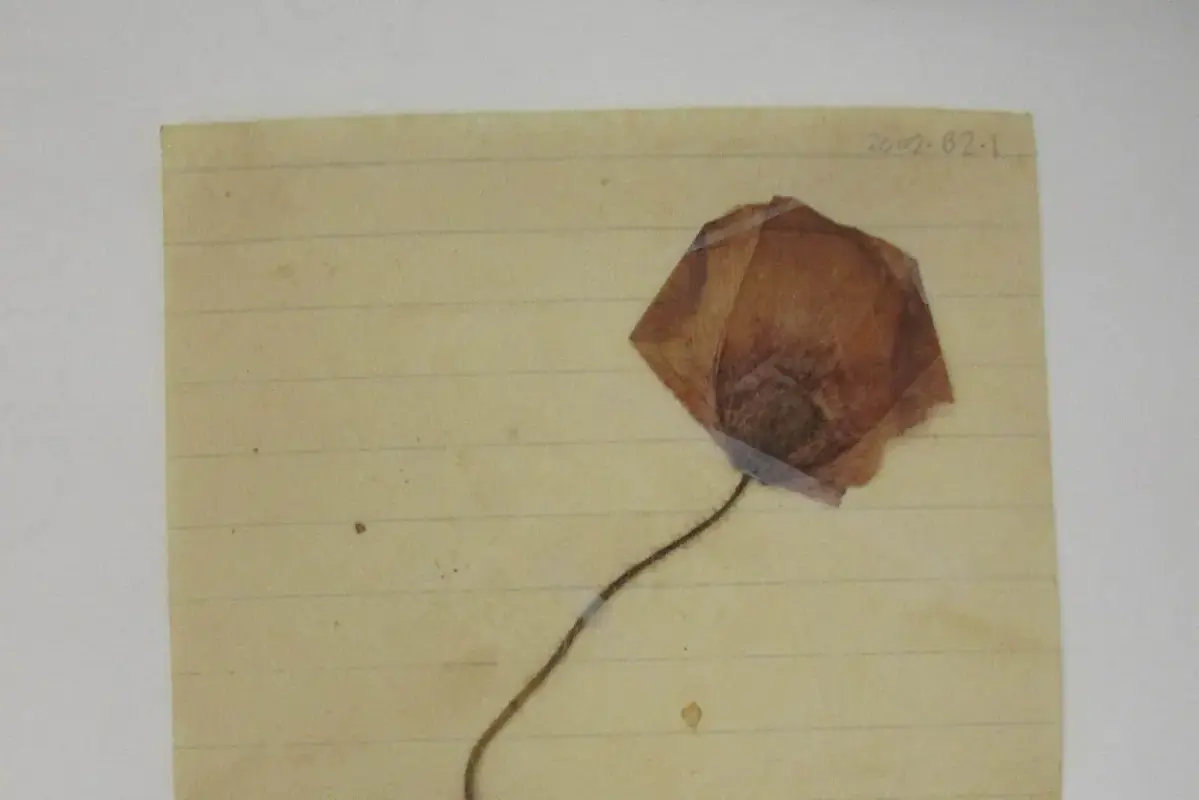 Wikimedia Commons flower photograph showing a labelled dried-flower specimen card with flower identity, date and method fields