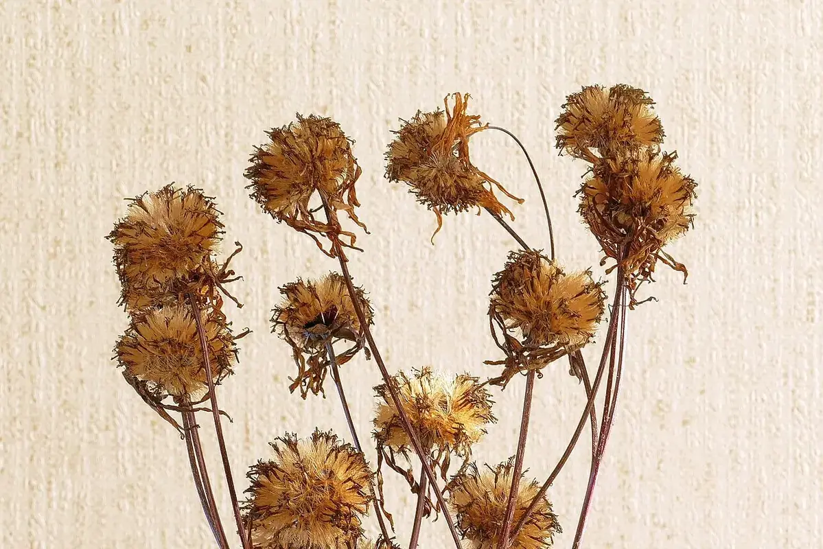 Small flower press and single flowers prepared for controlled microwave drying