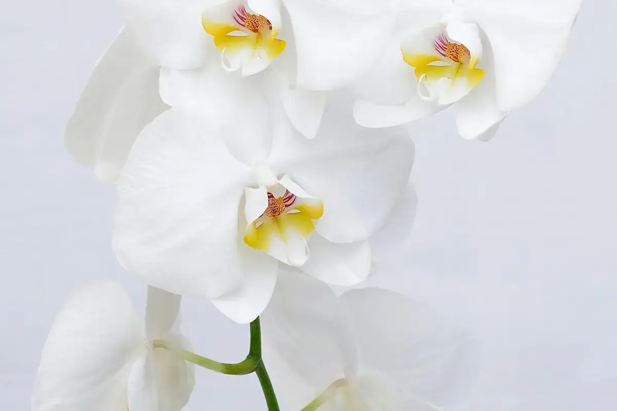 White moth orchid flowers with yellow and pink centres.