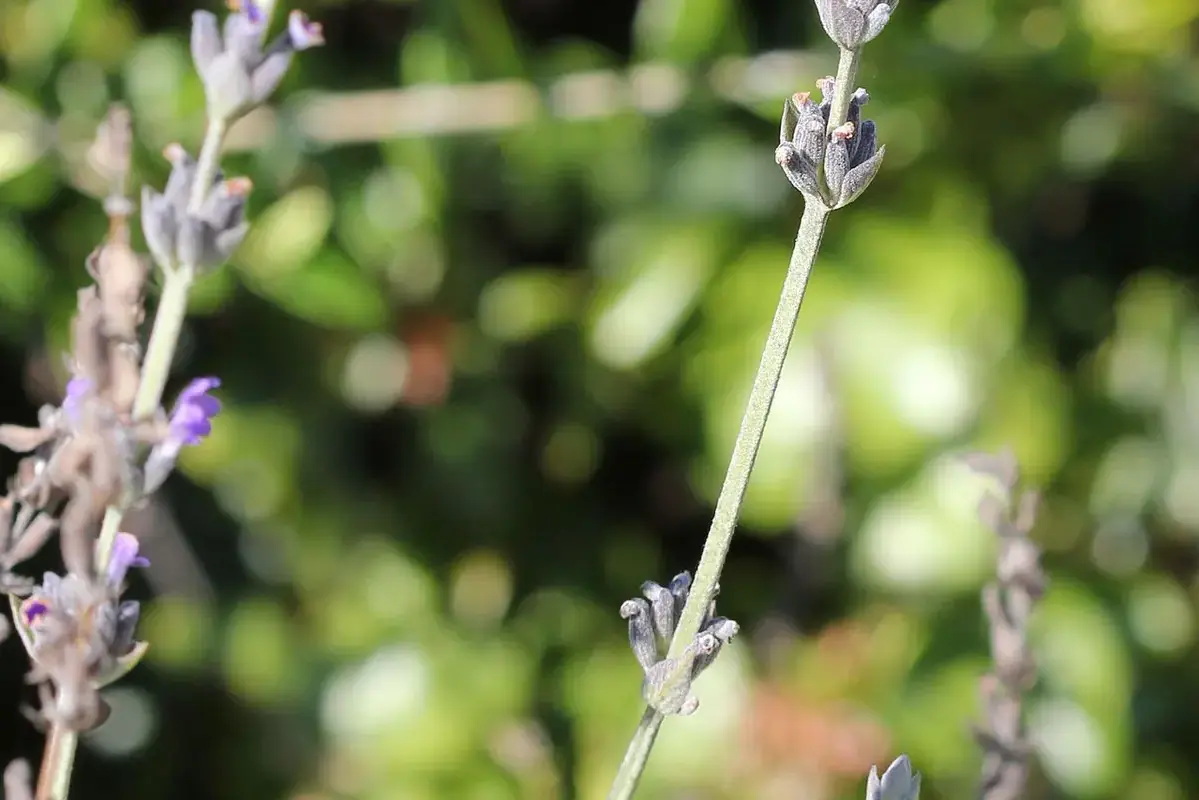 Dried flower stems supported carefully before being moved