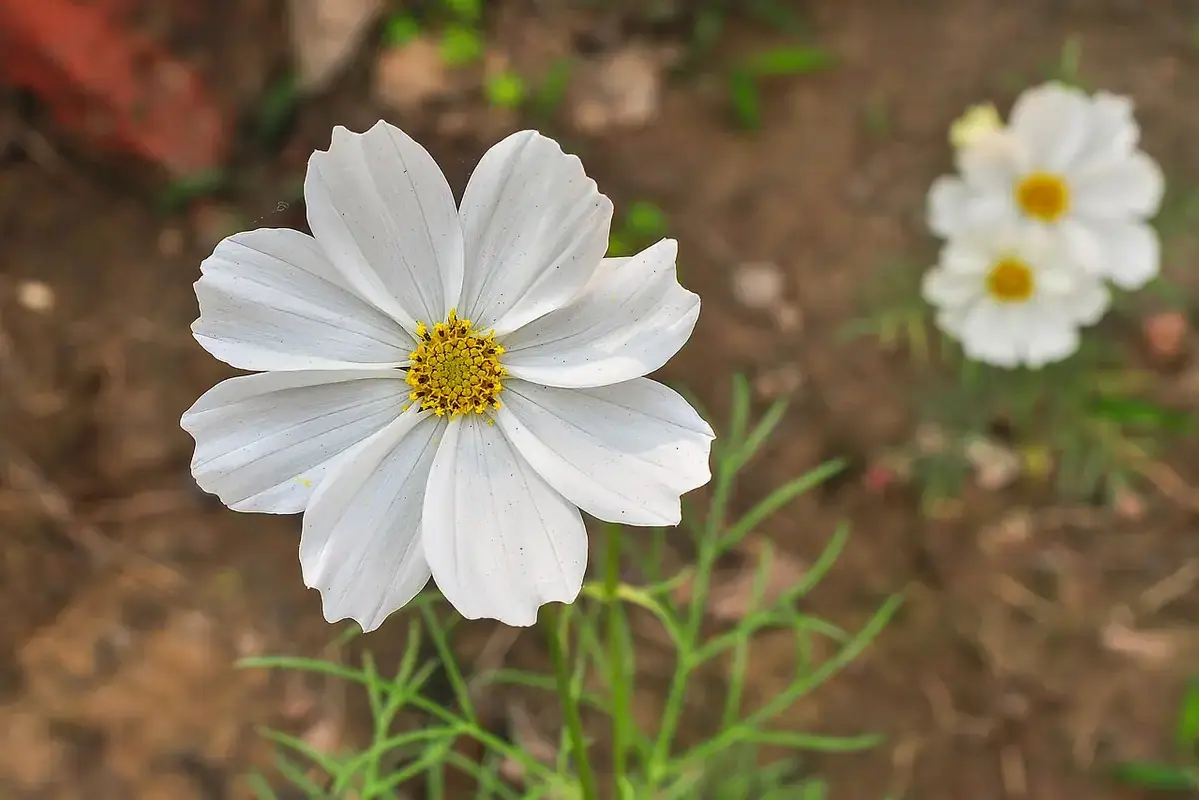 A white cosmos flower with a yellow centre above garden soil.
