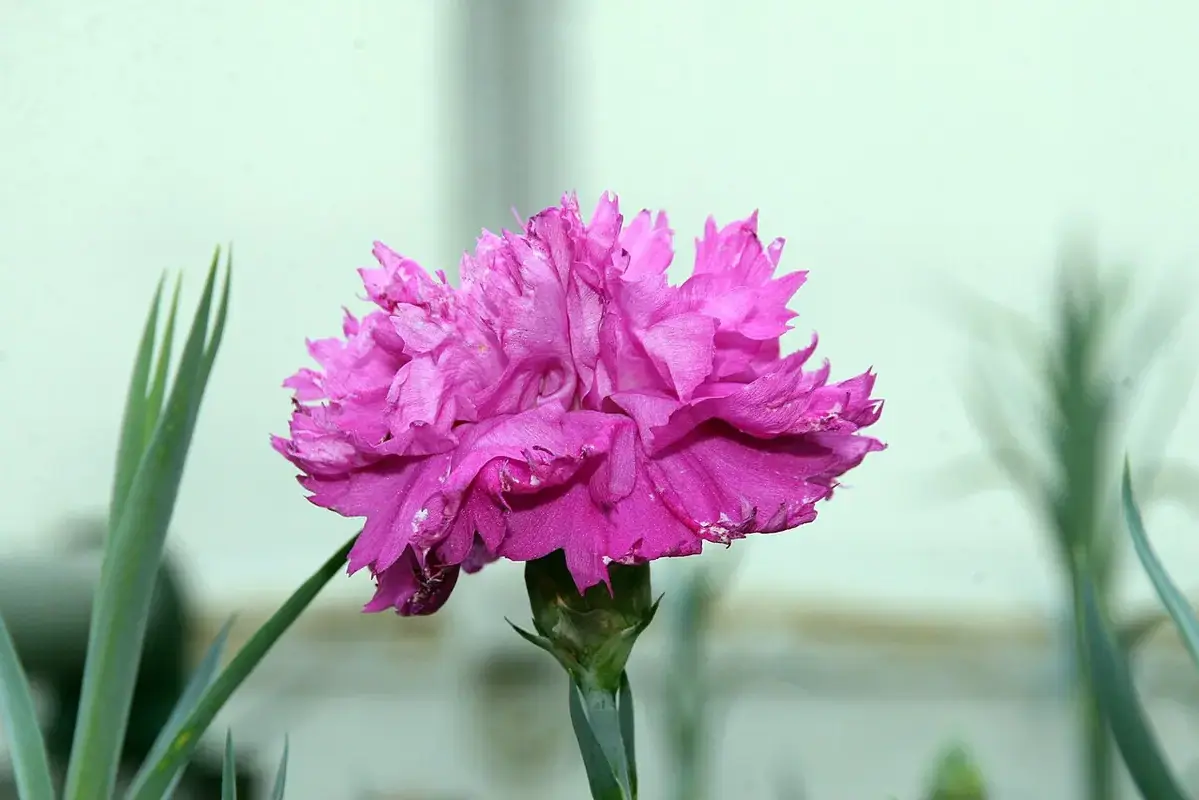 Wikimedia Commons flower photograph related to bleach and vinegar kept apart beside a rinsed vase