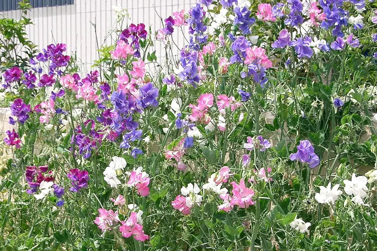 Pink and purple sweet-pea flowers growing among green tendrils.