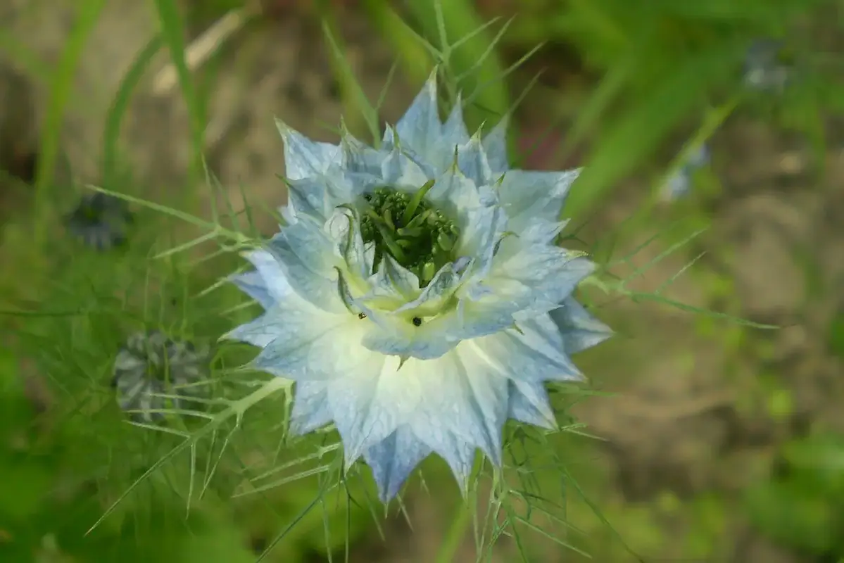 A pale blue nigella flower surrounded by fine divided bracts.