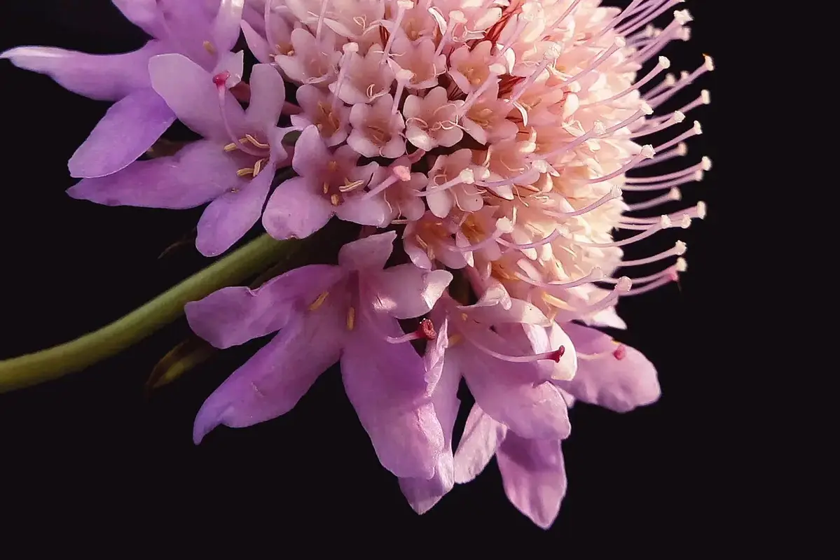 One open flower compared with tighter buds in the same bouquet