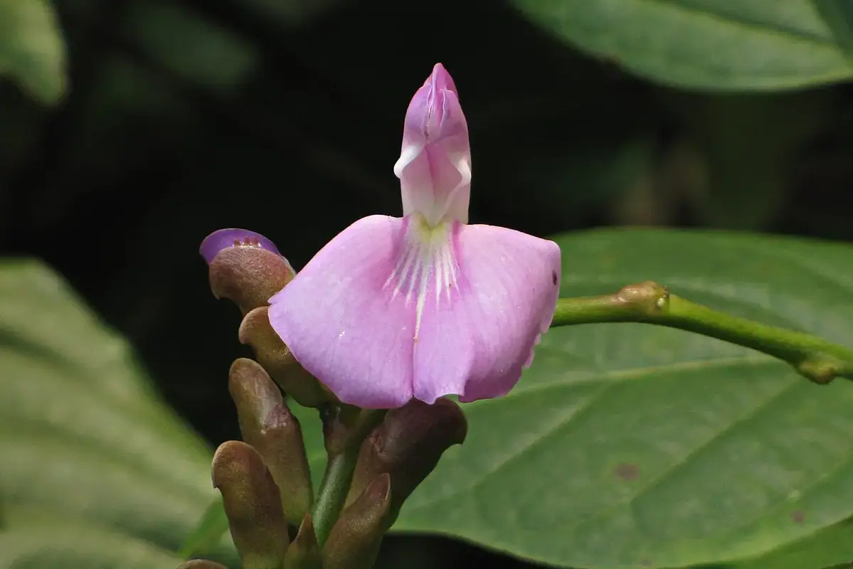 Flowers compared across a bright and shaded side of a display