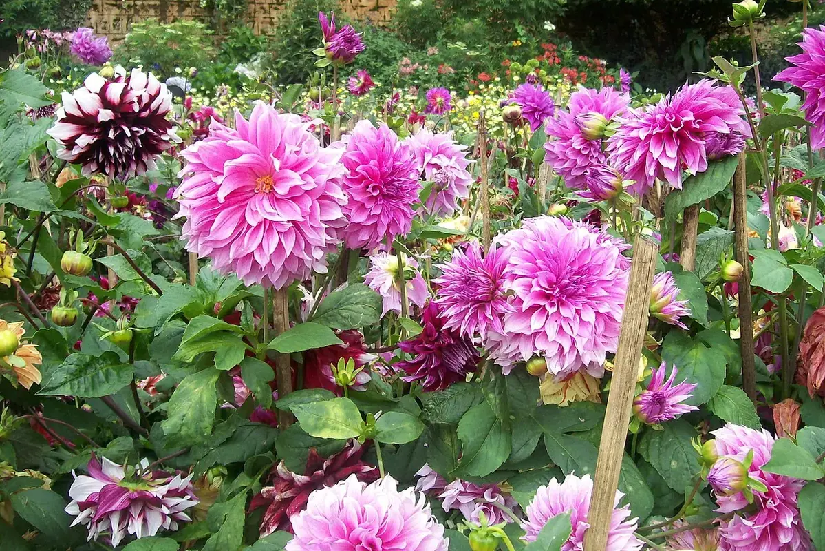 Flower with soft outer petals and a firm central bloom for condition comparison