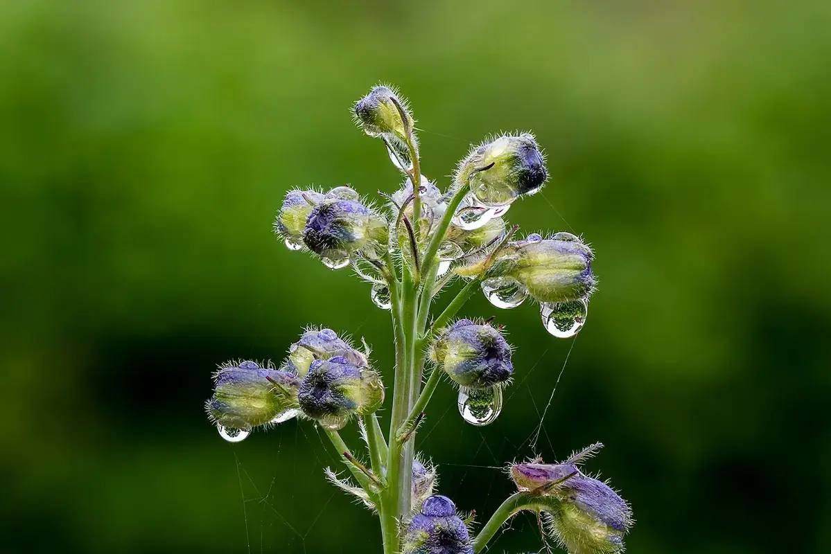 An upright delphinium stem bearing developing flower buds.