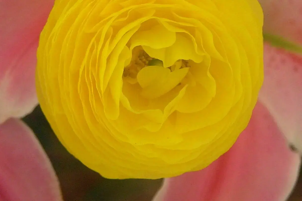 A yellow ranunculus flower with concentric layers of fine petals.