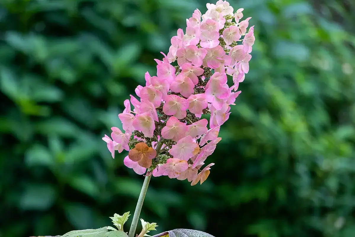 Fresh flower petals inspected alongside firm stems