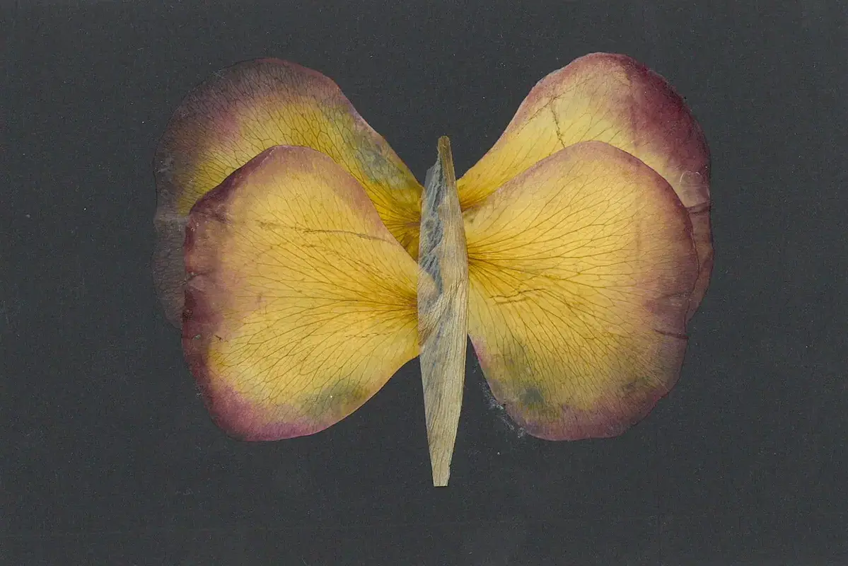 Spotted flower petals compared with a dry unmarked bloom after misting