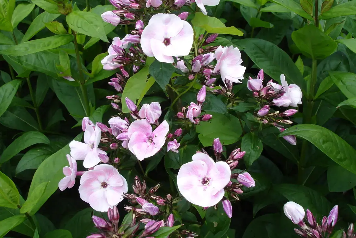 Pale pink phlox flowers clustered above green garden leaves.