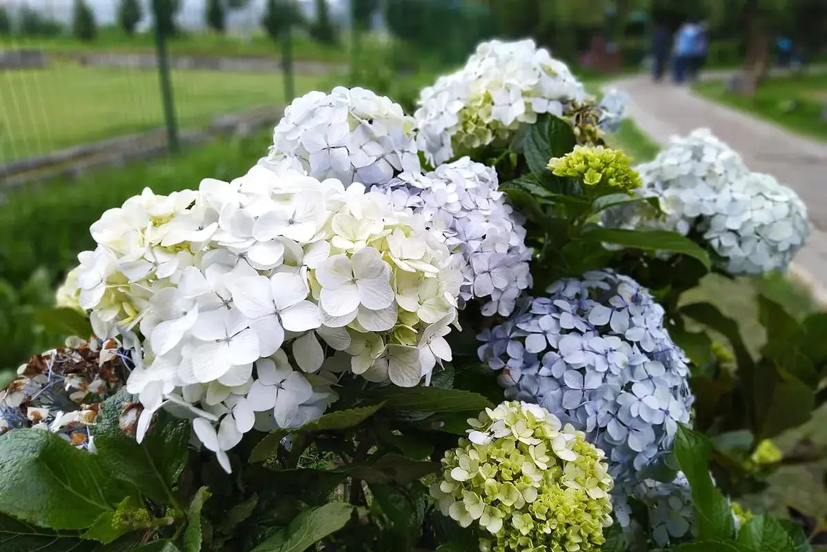 Wikimedia Commons flower photograph related to a low-pollen vase placed away from sleeping and food areas