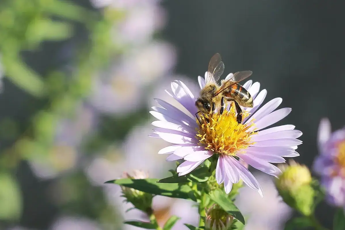 A pale purple aster flower visited by a bee.