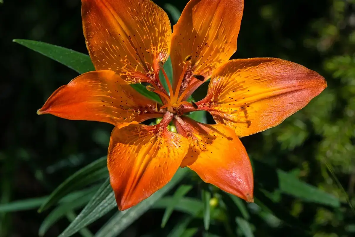 Pollen on pale petals being inspected without rubbing the flower surface