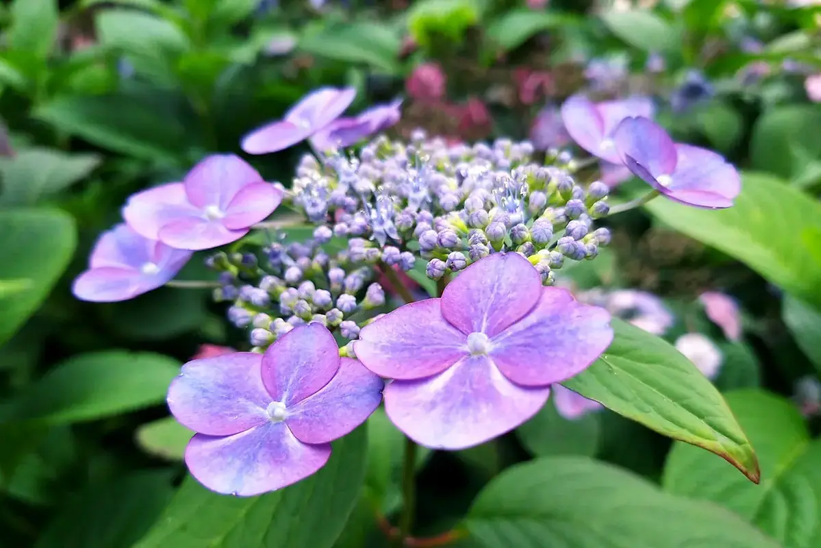 Purple lacecap hydrangea flowers surrounded by broad green leaves.