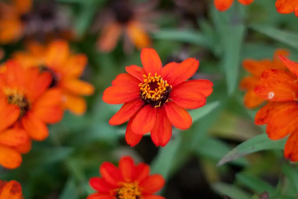 Orange and red zinnia flowers at different heights in a garden.