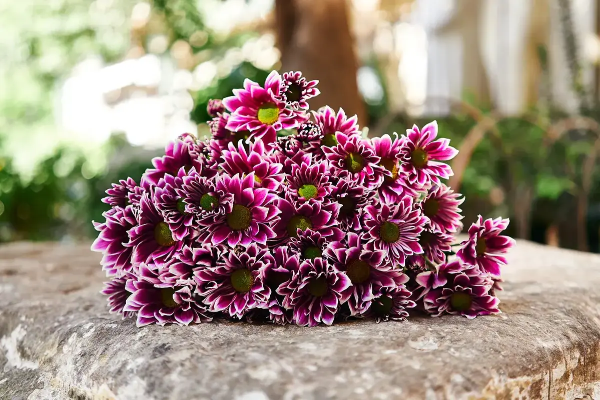 A rounded bunch of purple chrysanthemums with yellow centres.