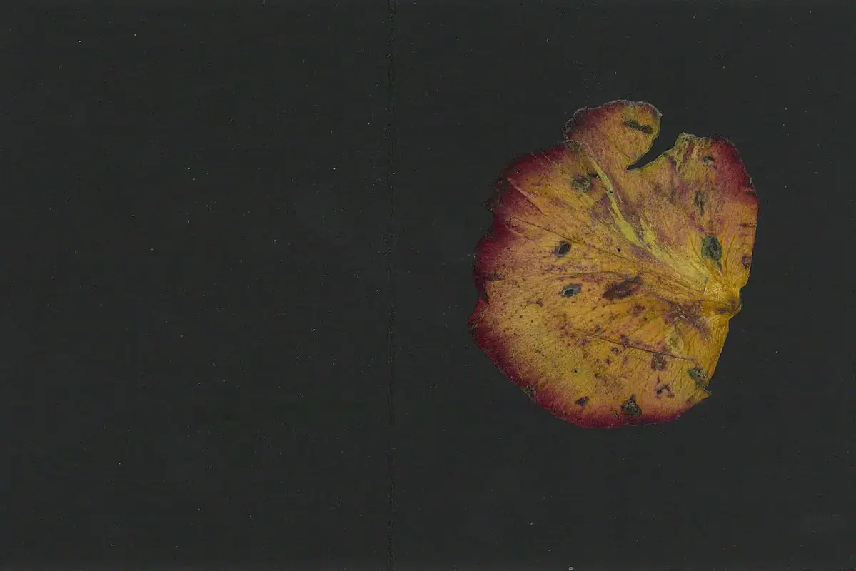 Fresh flower petals arranged between absorbent papers for pressing without brown edges