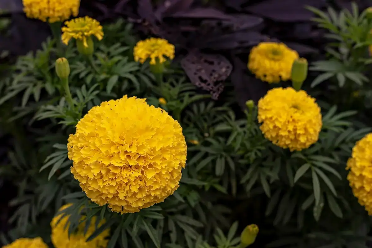 Thick petals prepared between absorbent papers before pressing
