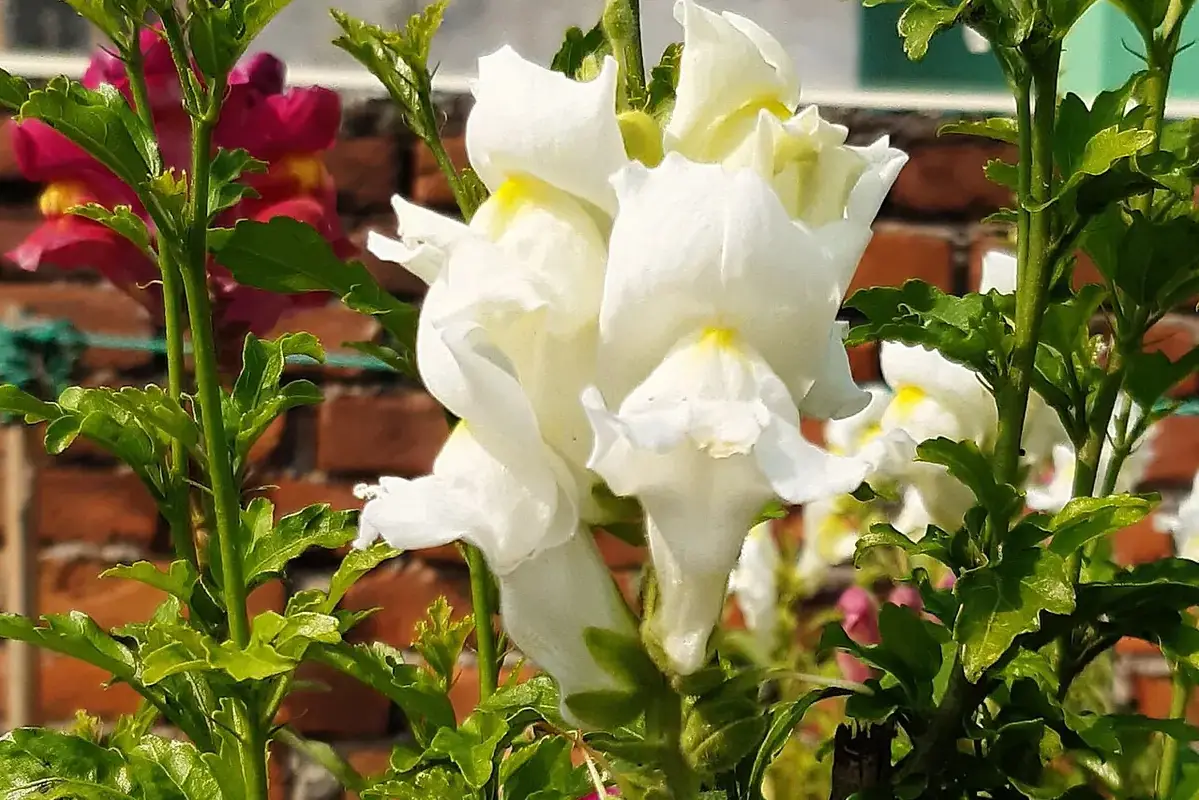 White snapdragon flowers opening along a tall green stem.