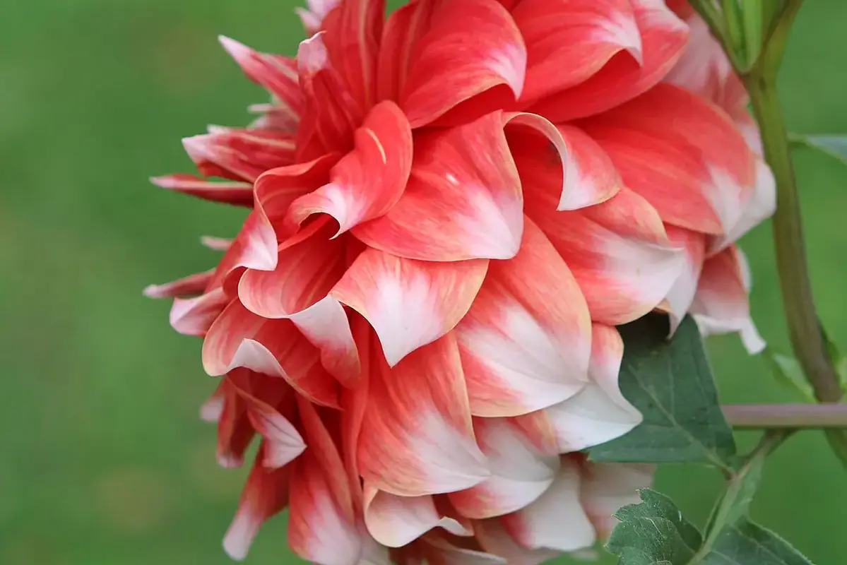 A red and white dahlia viewed from the side above its green stem.