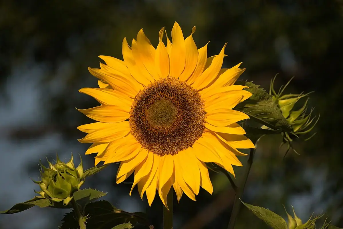 A yellow sunflower with a dark central disk against shaded foliage.