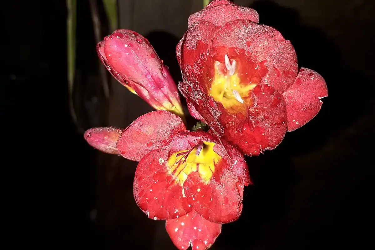 Thin flower stems standing among open and developing blooms