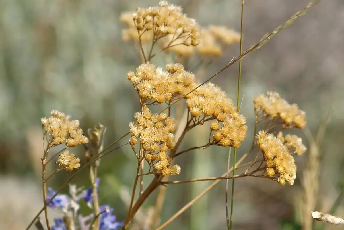 Pale dried flower clusters on thin upright brown stems.