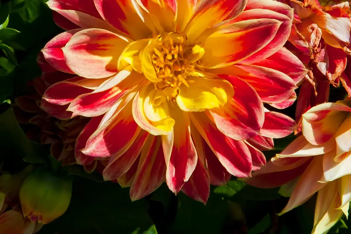 Fresh vase water prepared beside flowers held temporarily in a clean container
