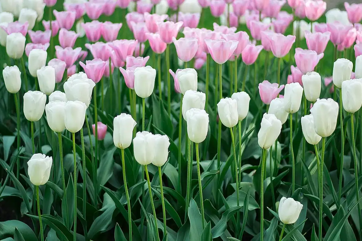 Wilted mixed flowers with bent heads showing clear dehydration before recovery