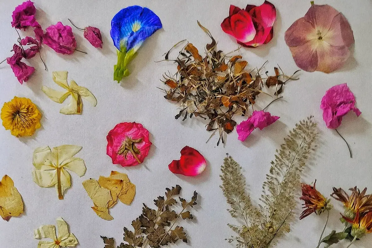 Pressed flowers and loose petals laid flat on a light surface.