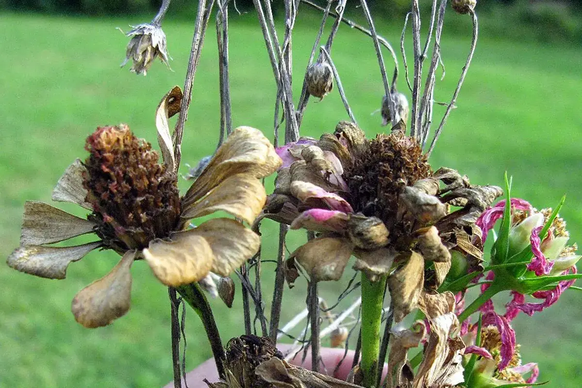 Dark dried flower heads and curled leaves on upright stems.