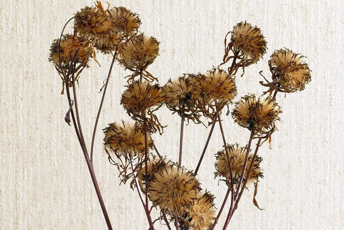 Fresh pink flowers held inside brown paper wrapping with the foliage visible