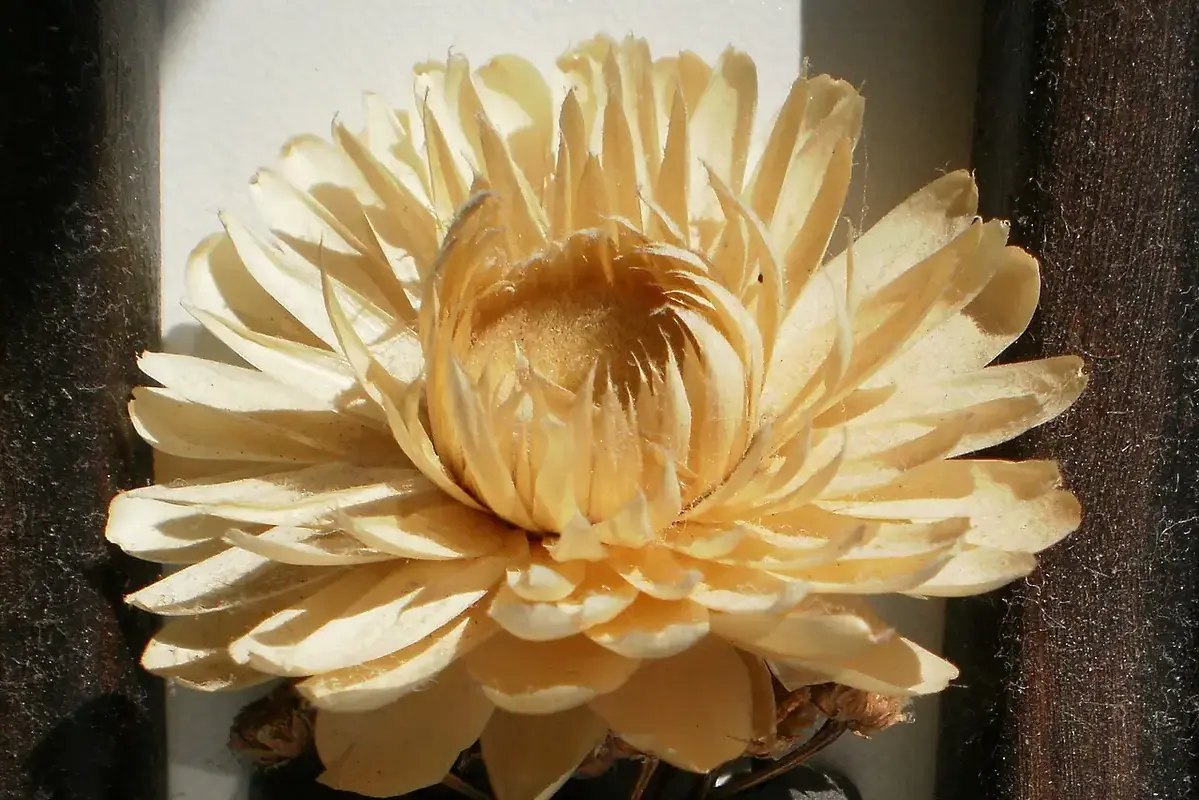 A pale dried flower with curled layered petals and a visible centre.