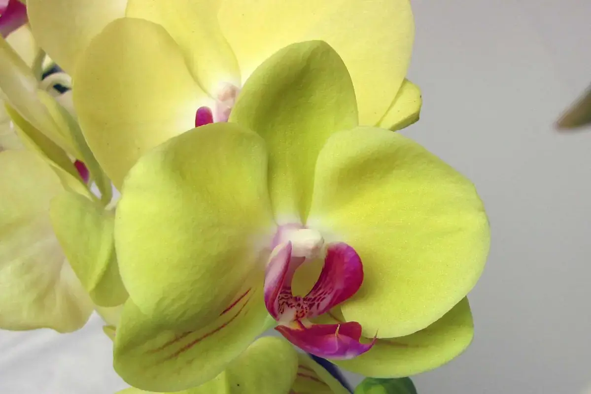Yellow-green Phalaenopsis orchid flowers with deep pink centres.