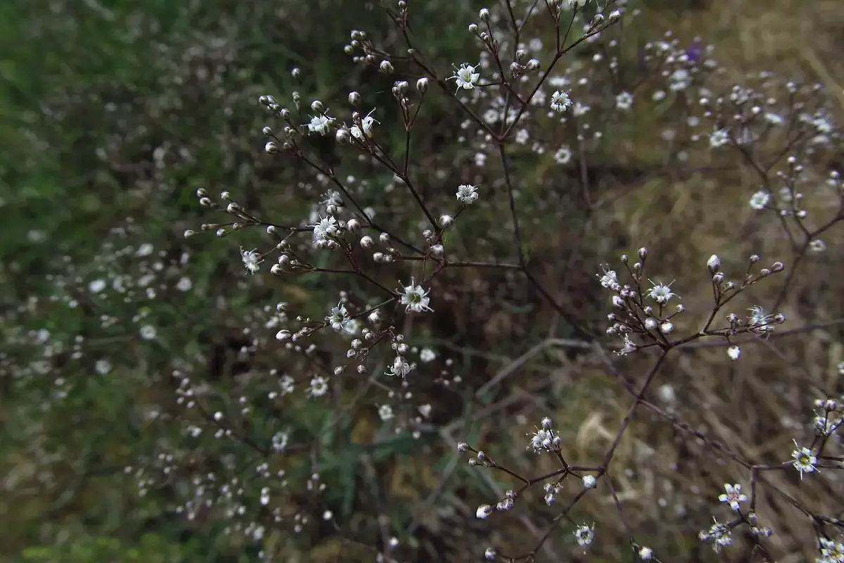 Rubber band being removed from bouquet stems after initial hydration
