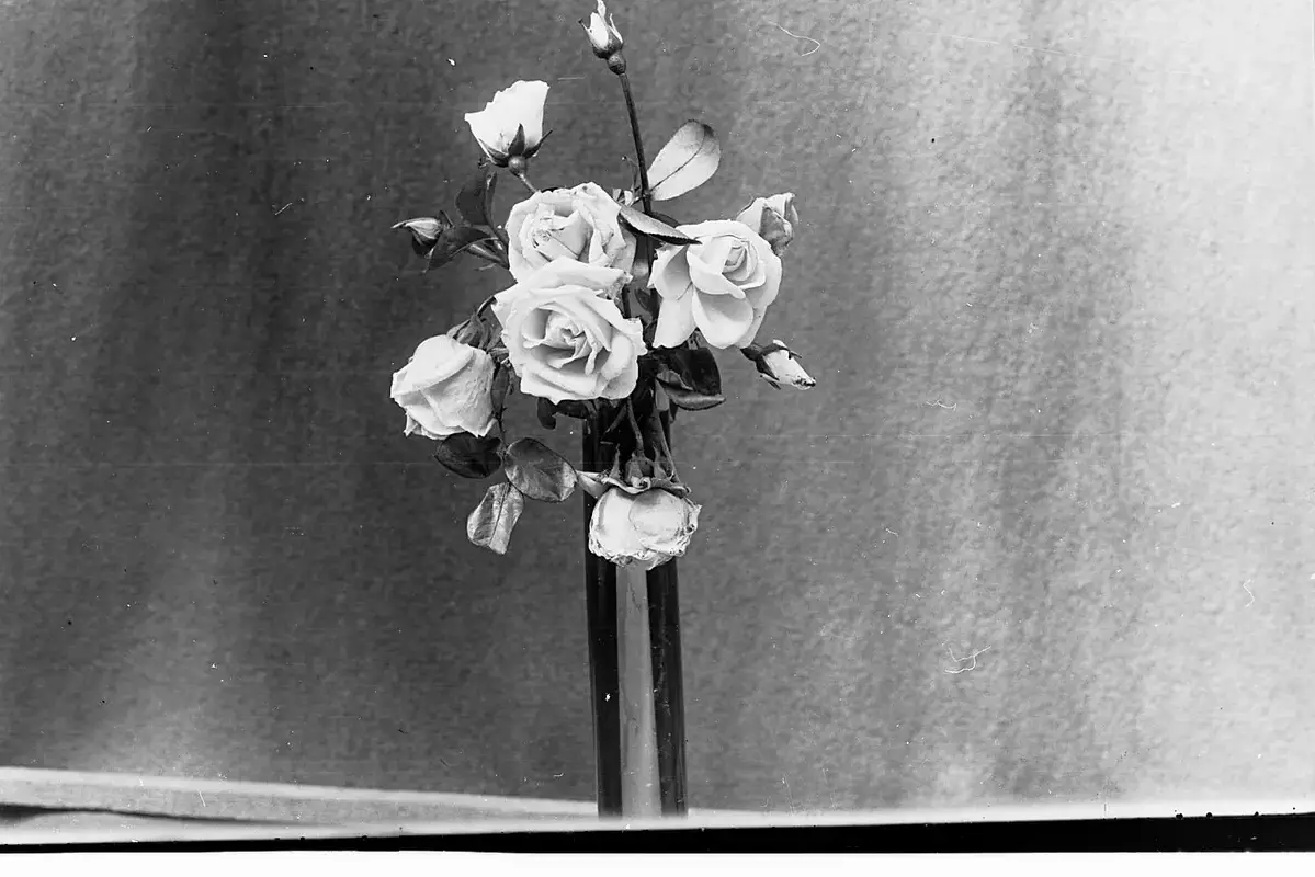Wikimedia Commons flower photograph showing a rose stem with selected thorns removed and upper leaves retained