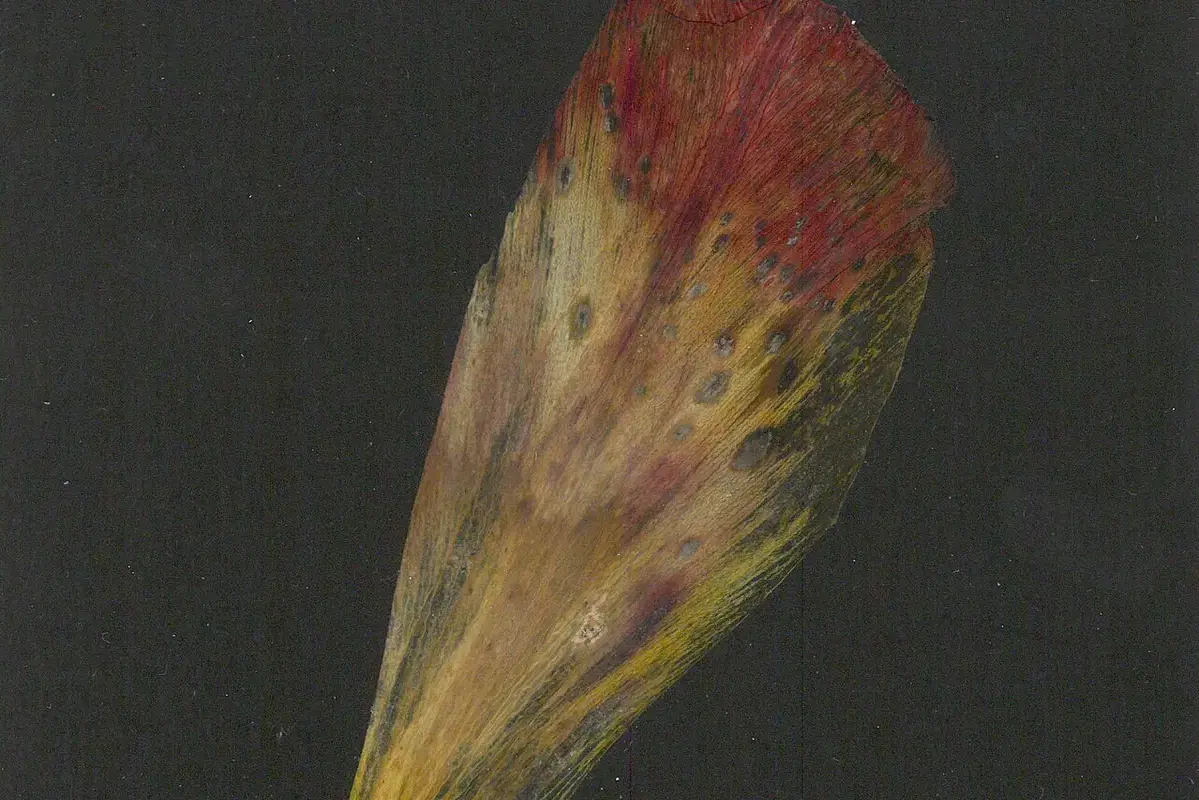 Wikimedia Commons flower photograph related to a clear resin flower piece with an amber-yellow aged piece