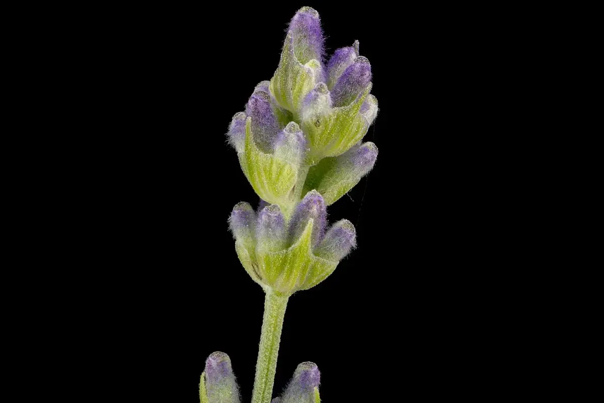 A close view of a lavender flower spike with developing purple florets.