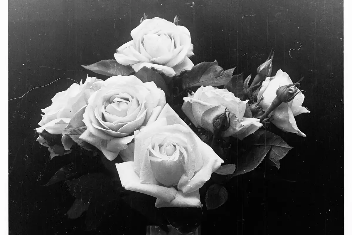 Wikimedia Commons flower photograph related to a dry rose guard petal with a fuzzy gray mold warning sign