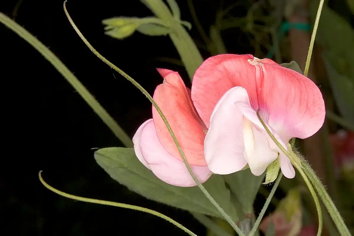 One healthy pink rose beside a visibly wilted rose for direct condition comparison